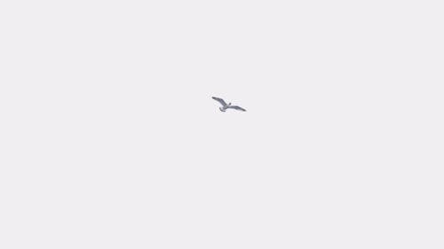 A Sea Bird Flying in the Sky