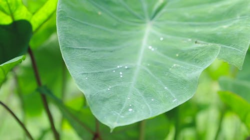 Close-Up Video of a Taro Leaf