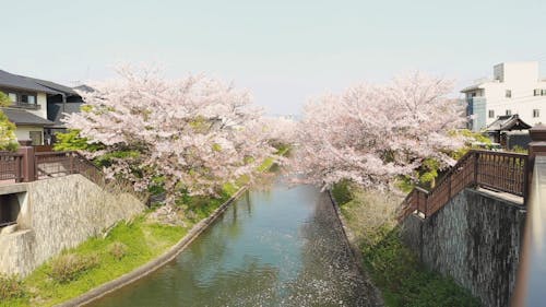 Cherry Blossom Trees by the Lake