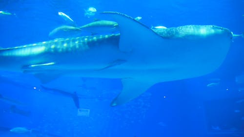 Mother Whale Swimming with Babies