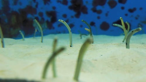 Garden Eels Underwater
