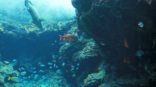 Colorful Fish Underwater 