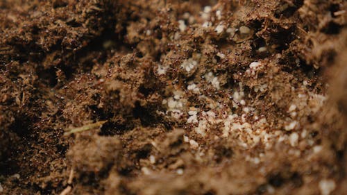 Fire Ant Colony Carrying Eggs and Larvae