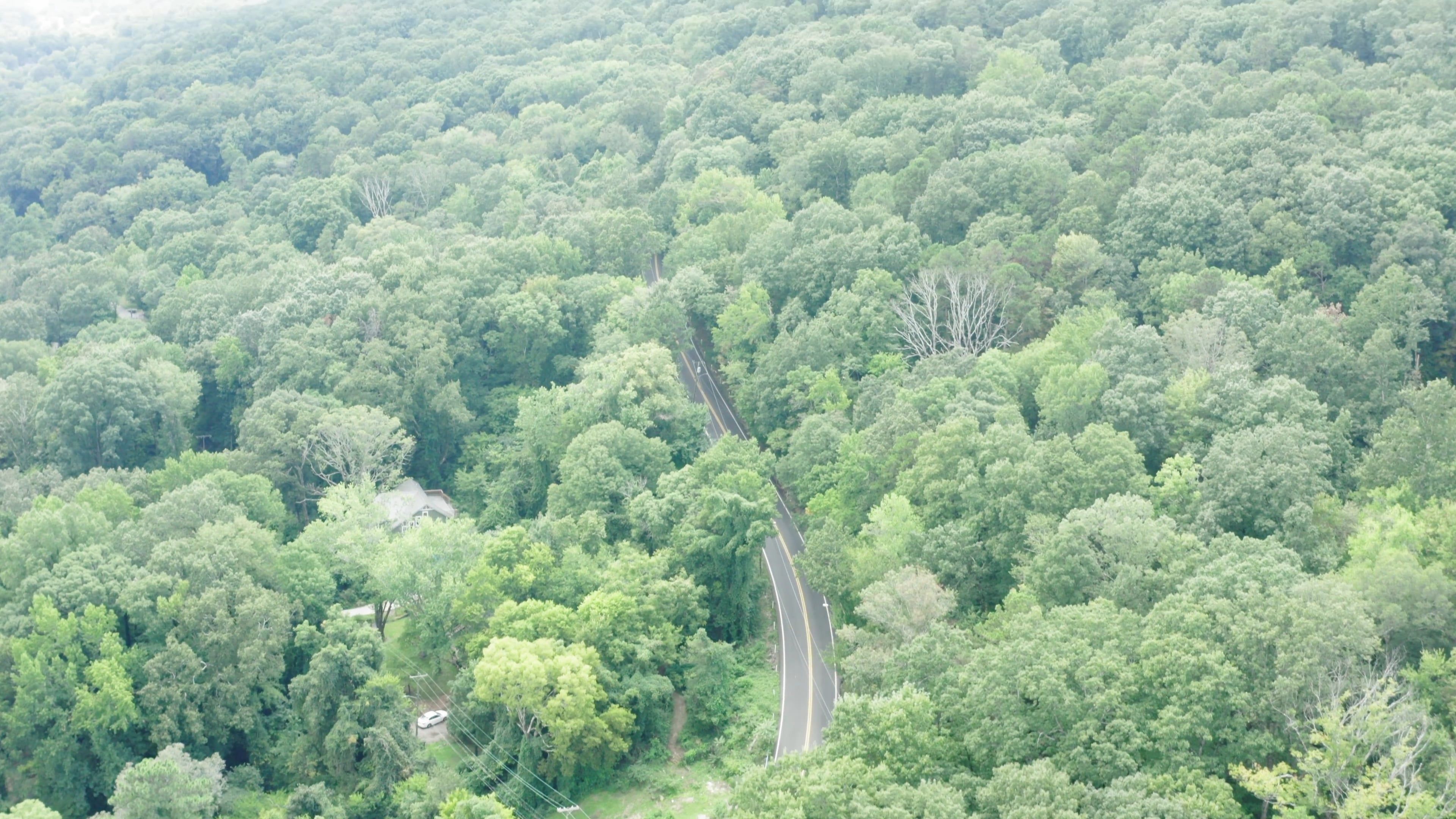 An Aerial Footage of a Forest Free Stock Video Footage, Royalty-Free 4K ...