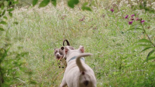 Dog Playing on the Outdoors