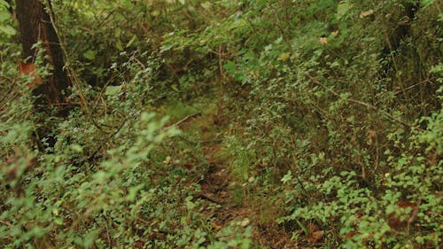 Unpaved Pathway in the Woods