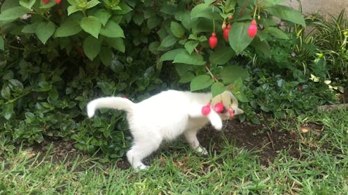 A White Kitten Playing With a Flowering Plant