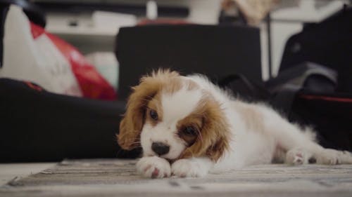 A Puppy Eating