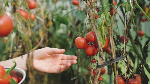 A Person Harvesting Ripe Tomatoes