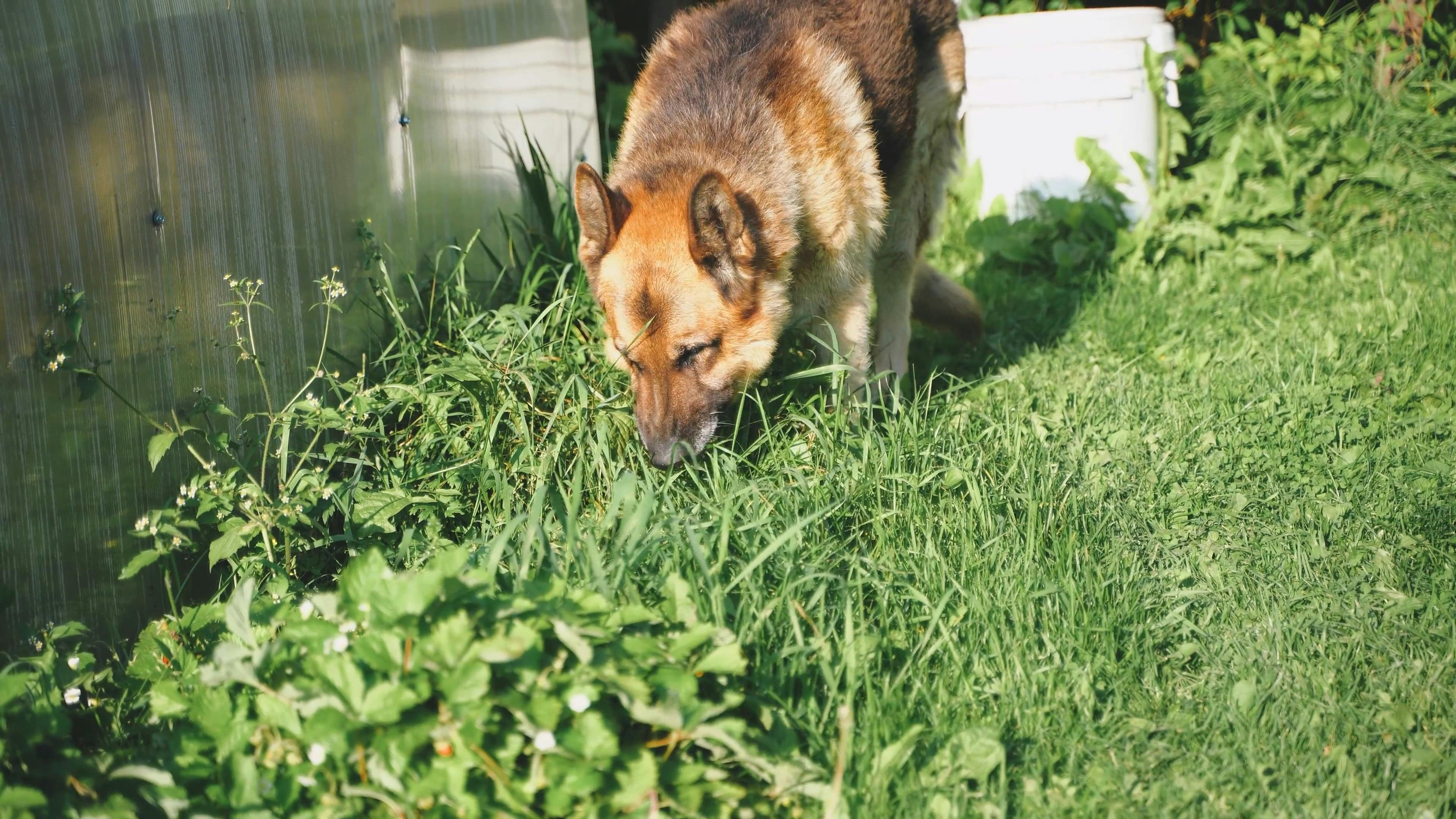 Dog Eating Grass Free Stock Video Footage, RoyaltyFree 4K & HD Video Clip