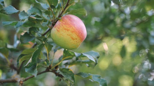 Close Up Shot of Apple on the Tree