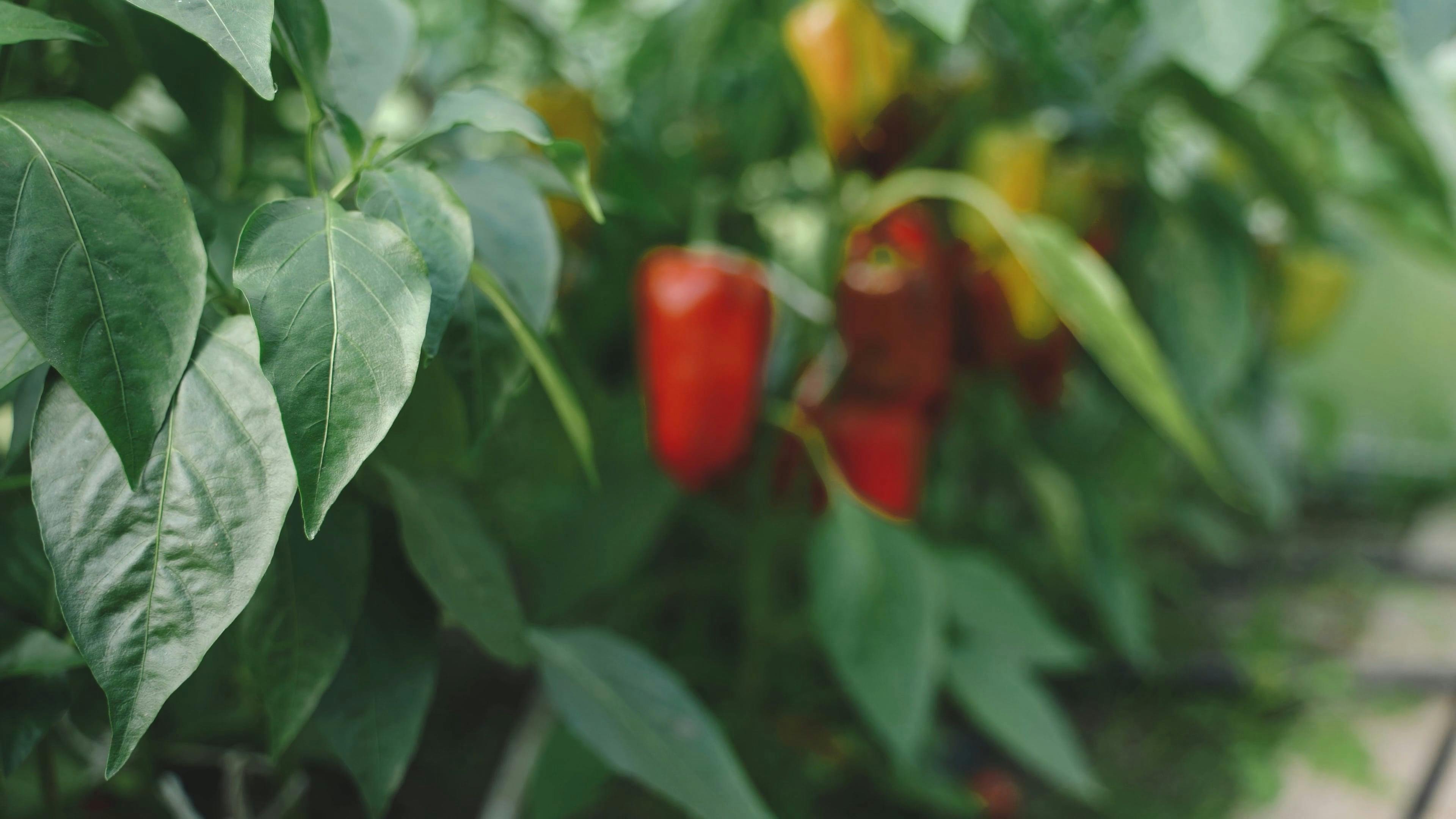 Close Up Shot of Bell Peppers · Free Stock Video