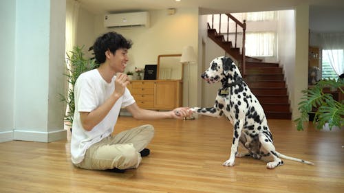 A Boy Having Fun with His Dog