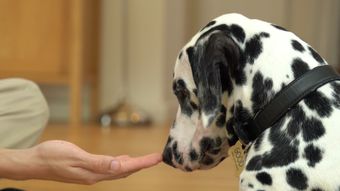 人和宠物免费下载免费下载视频素材