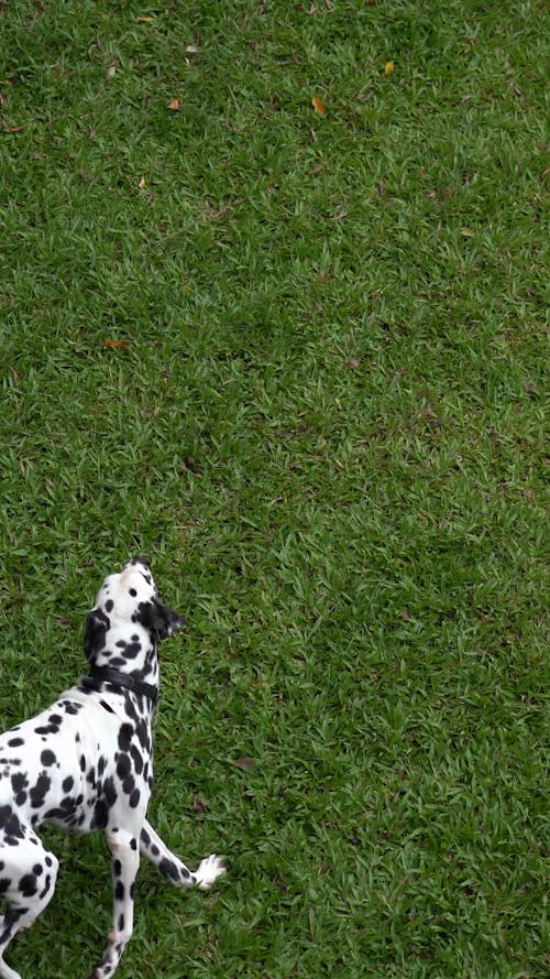 A Dog Running on Grass