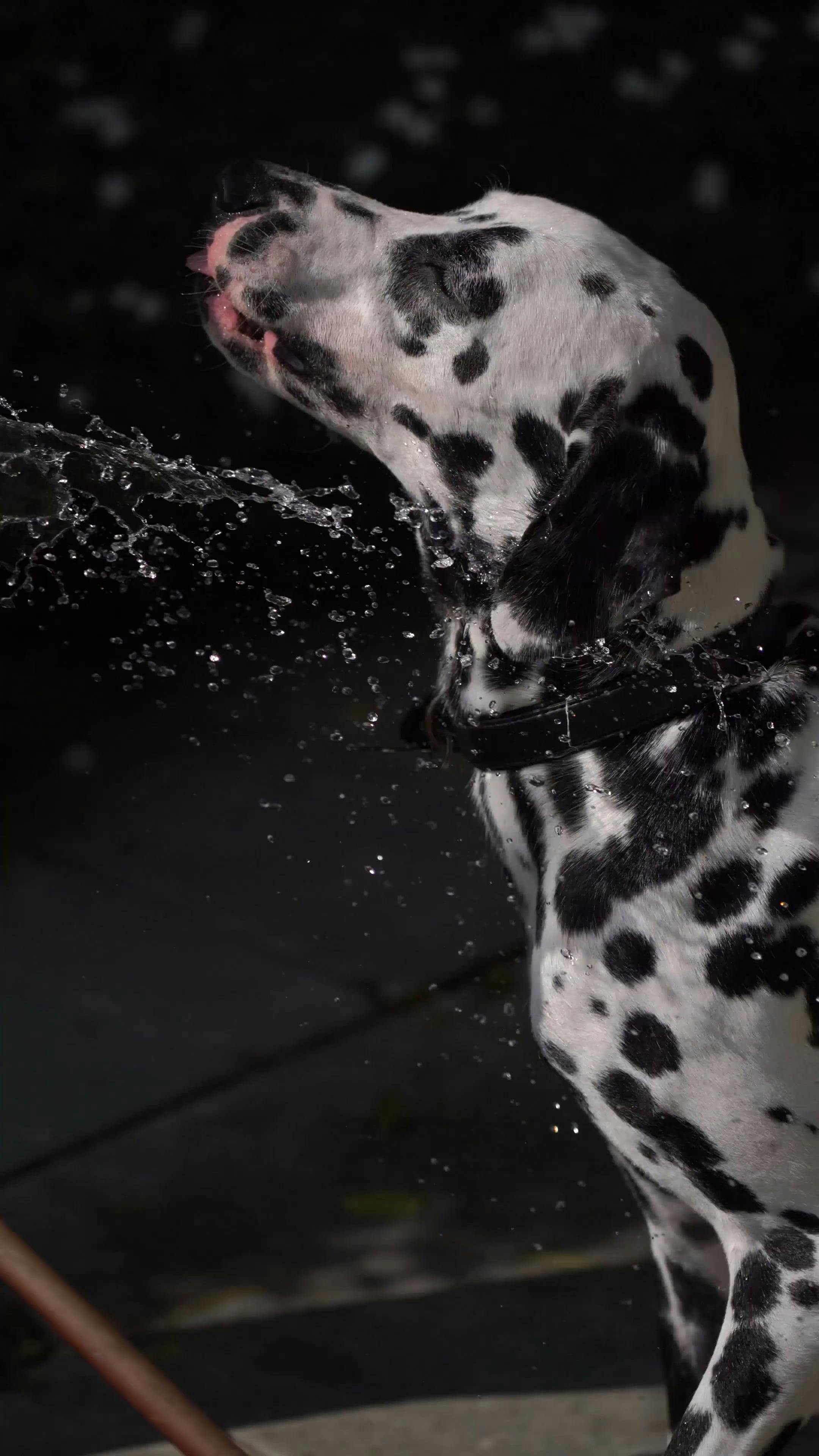 Pexels Video 5482269
