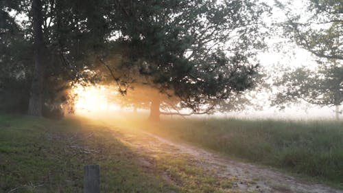 Foggy Forest During Early Sunrise