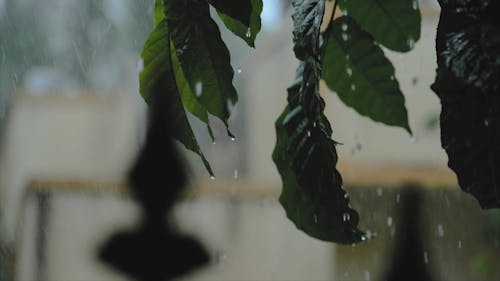 Shallow Focus of Green Leaves Wet With Rain