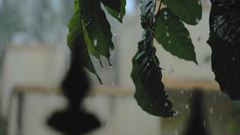 雨景高清视频视频素材