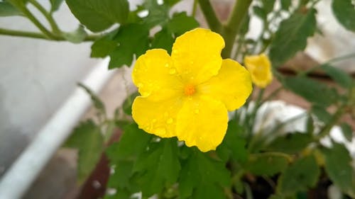 Close-Up View of a Wet Yellow Flower