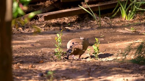 Bird Hunting for Its Food