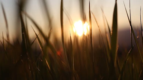 Macro Photography Of Grass Leaves With The Sunset In The Background