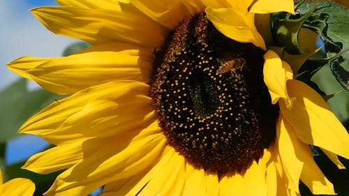 A Bee Flies Around the Sunflower