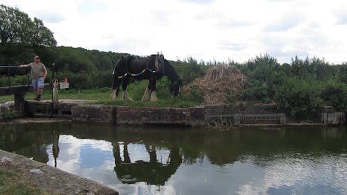 A Horse Grazing near the River