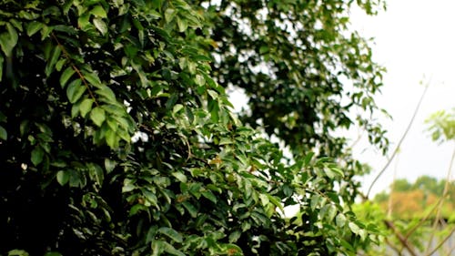 Green Leaves Tree on Rainy Day