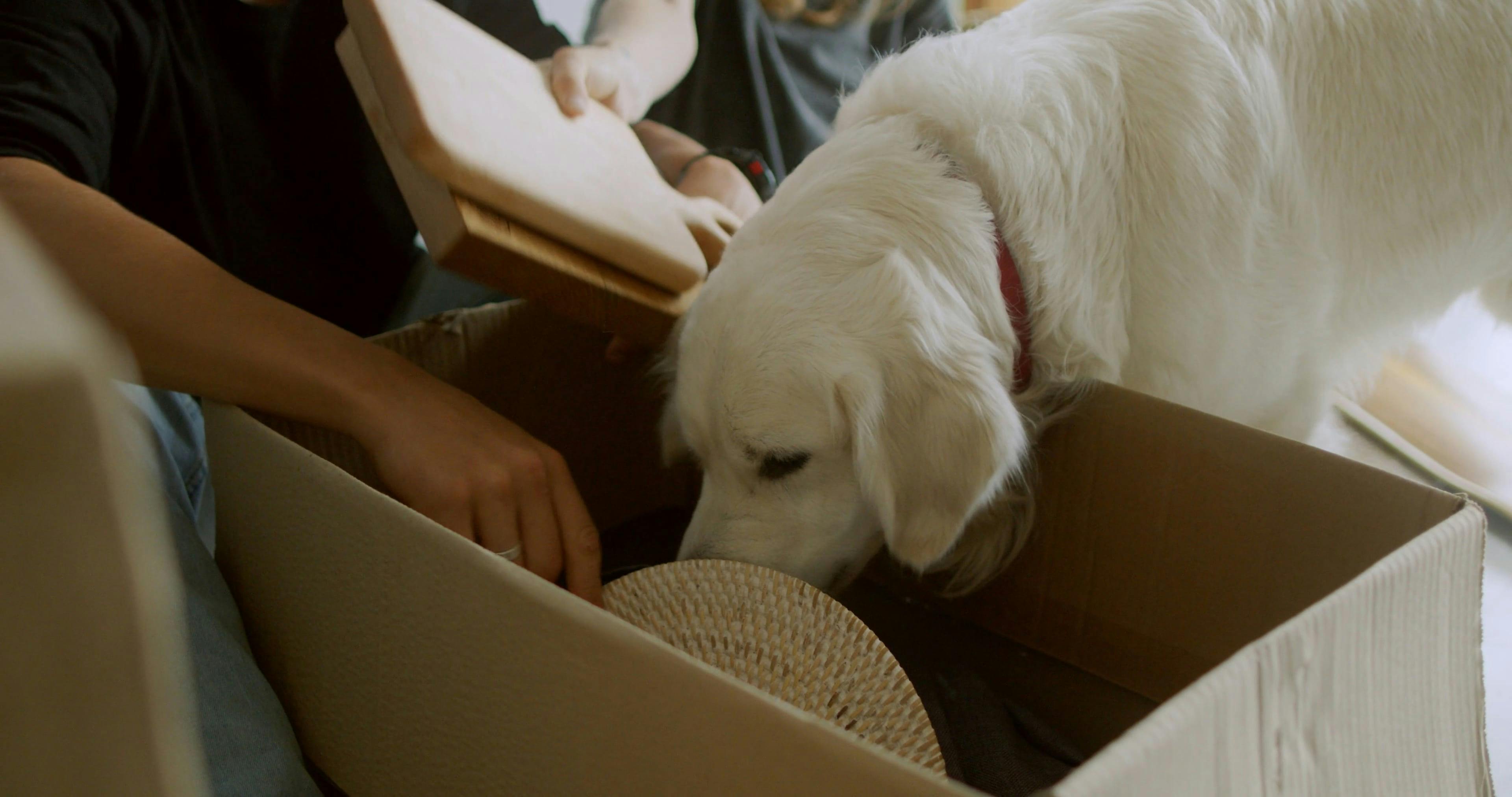 Dog Pack Videos, Download The BEST Free 4k Stock Video Footage & Dog