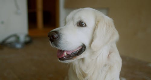 Shallow Focus of Cute White Dog