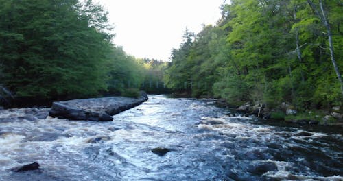 A River Flowing in the Middle of the Forest