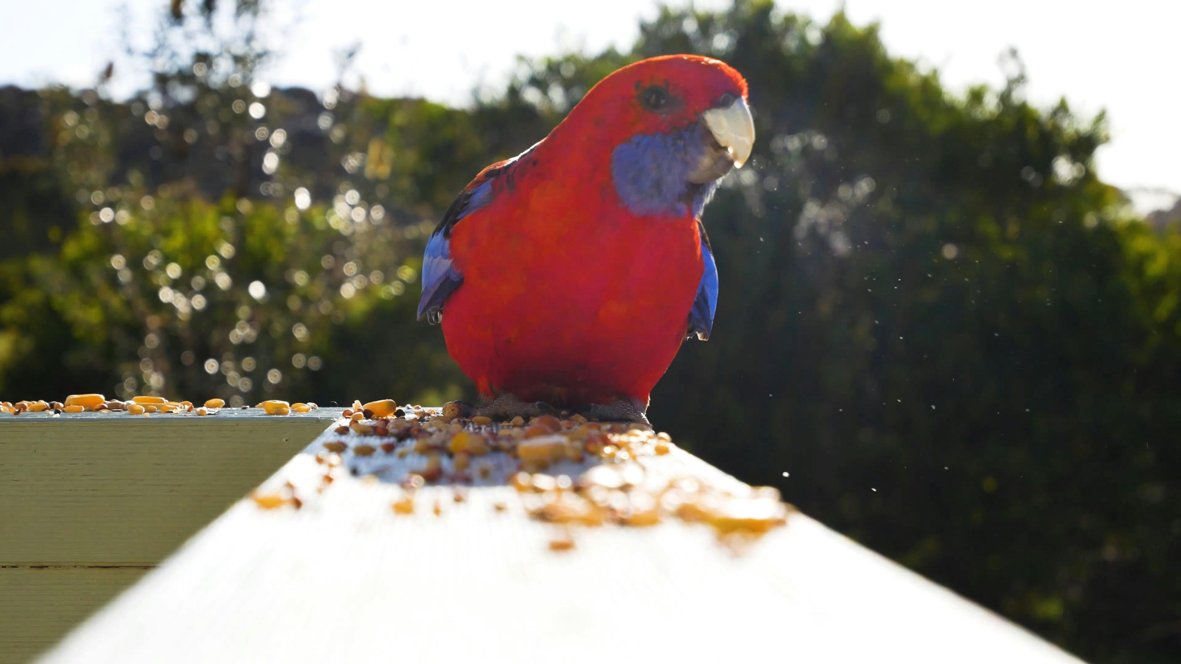 Wild Bird Eating the Leftover Seeds · Free Stock Video