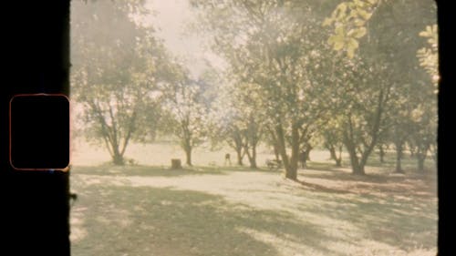 Vintage Video of Trees In the Forest