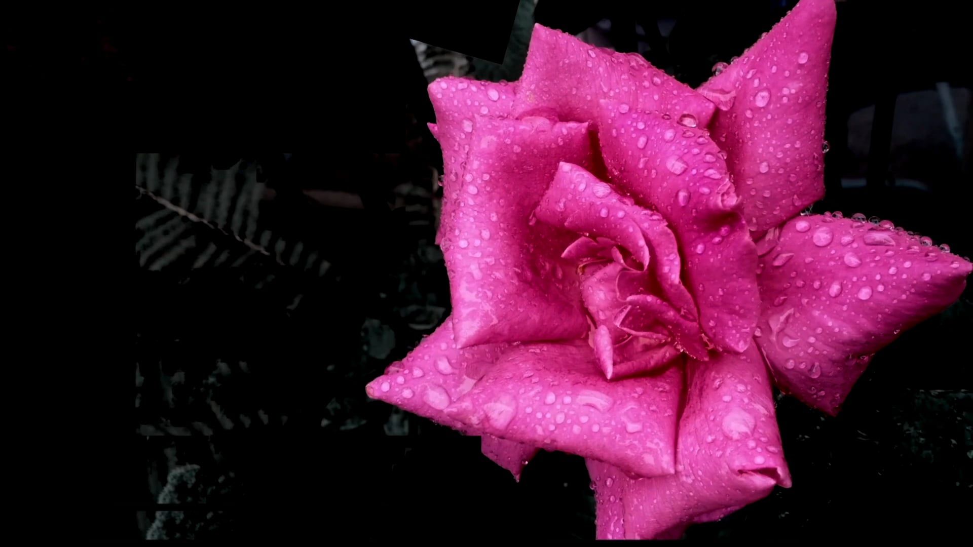 Close up View of a Pink Rose After Rainfall Free Stock Video Footage ...