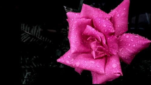 Close up View of a Pink Rose After Rainfall