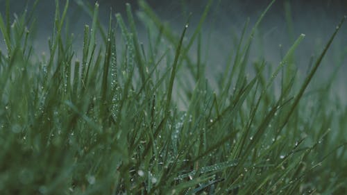 Raindrops on Green Grass Close up