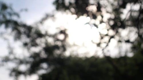 Sunlight Through Tree Branches and Leaves