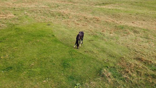 Horse Grazing on the Outdoors