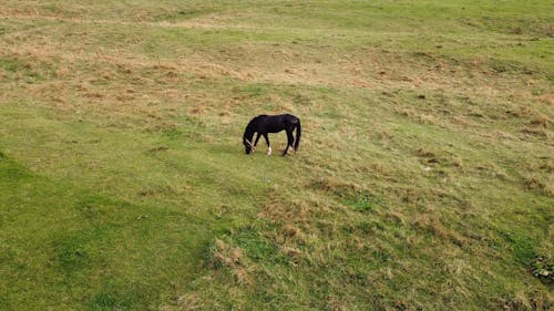 A Black Horse on Pasture