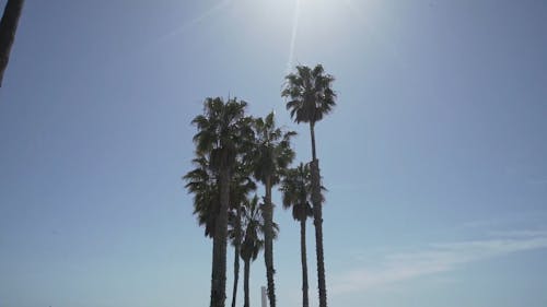 Pedestal Shot of Palm Trees at Sea Beach