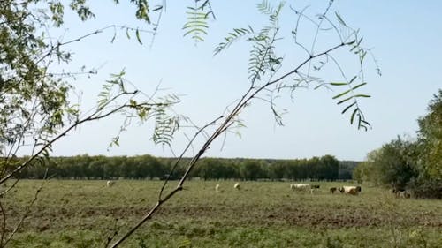 Cattle Grazing in Pasture Time Lapse 