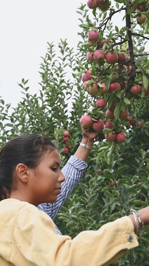 婦女從樹上摘新鮮蘋果