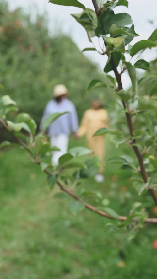 Women Harvesting Crops In A Farm