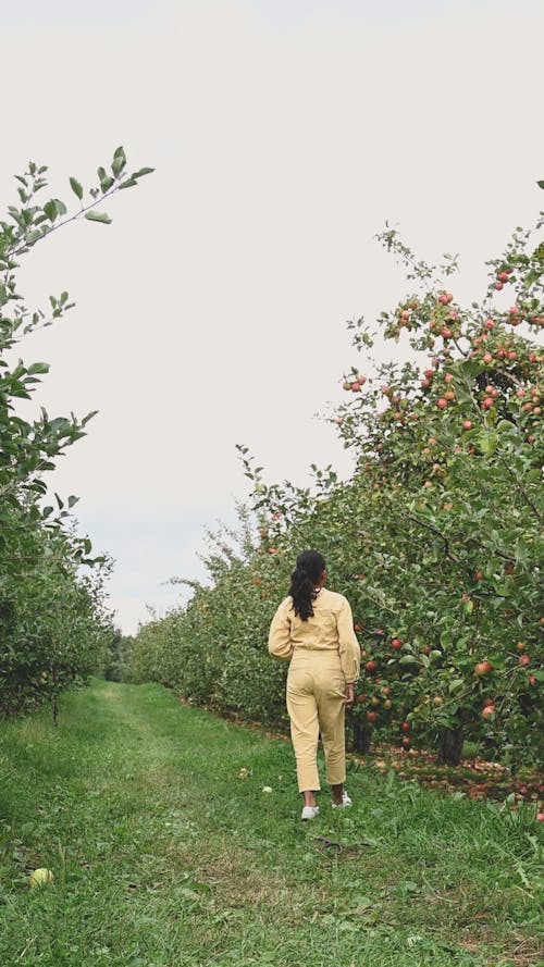 十幾歲的女孩從樹上摘蘋果