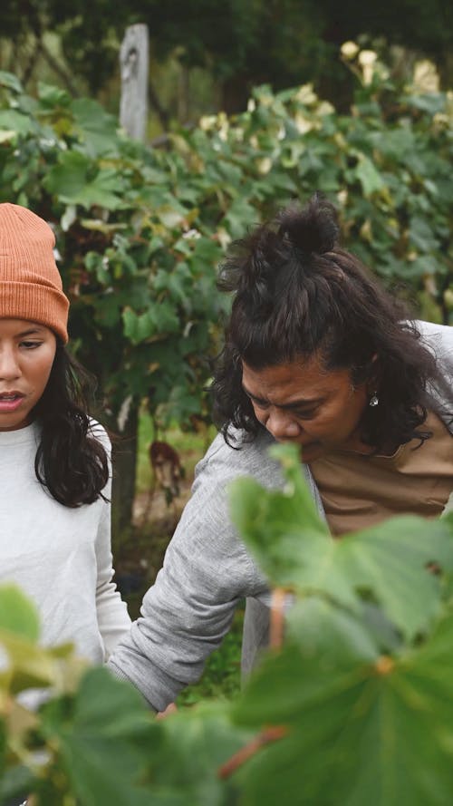 Women Working In The Vineyard