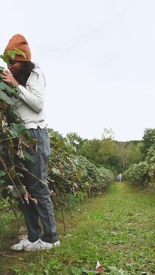 A Young Girl Picking Up Fresh Grapes From The Vines