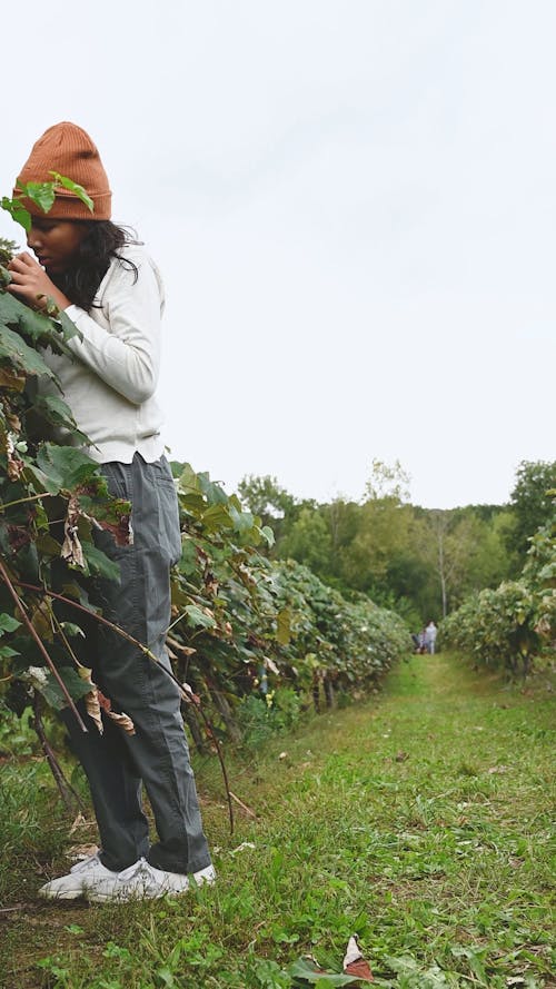 Una Niña Recogiendo Uvas Frescas De Las Vides