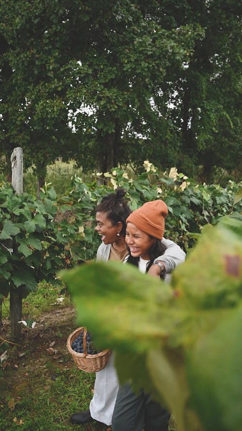 Women Harvesting Grapes In The Vineyard