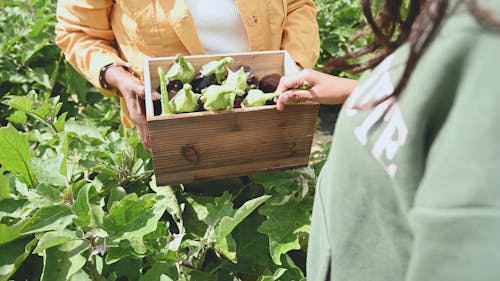Women Checking The Newly Harvested Eggplants
